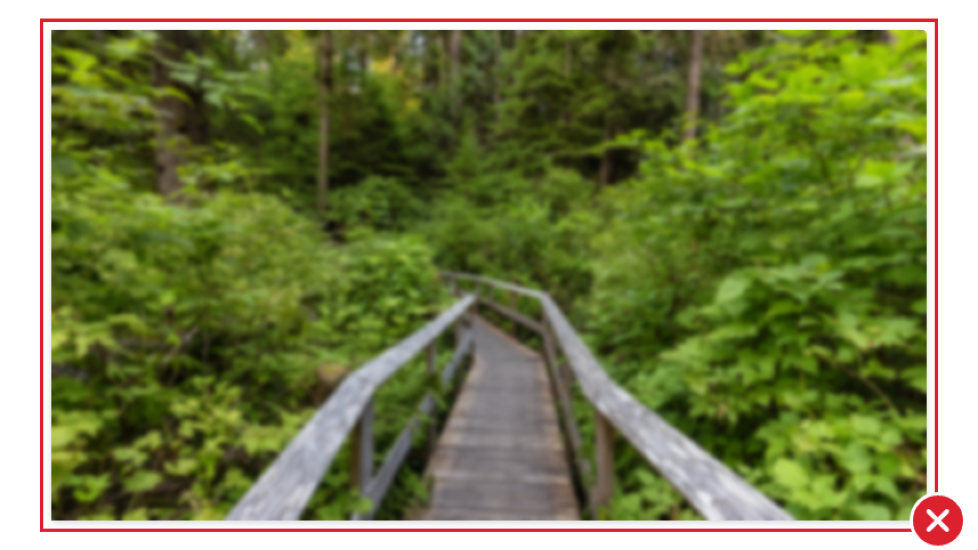 An out-of-focus photo of a path through a forest