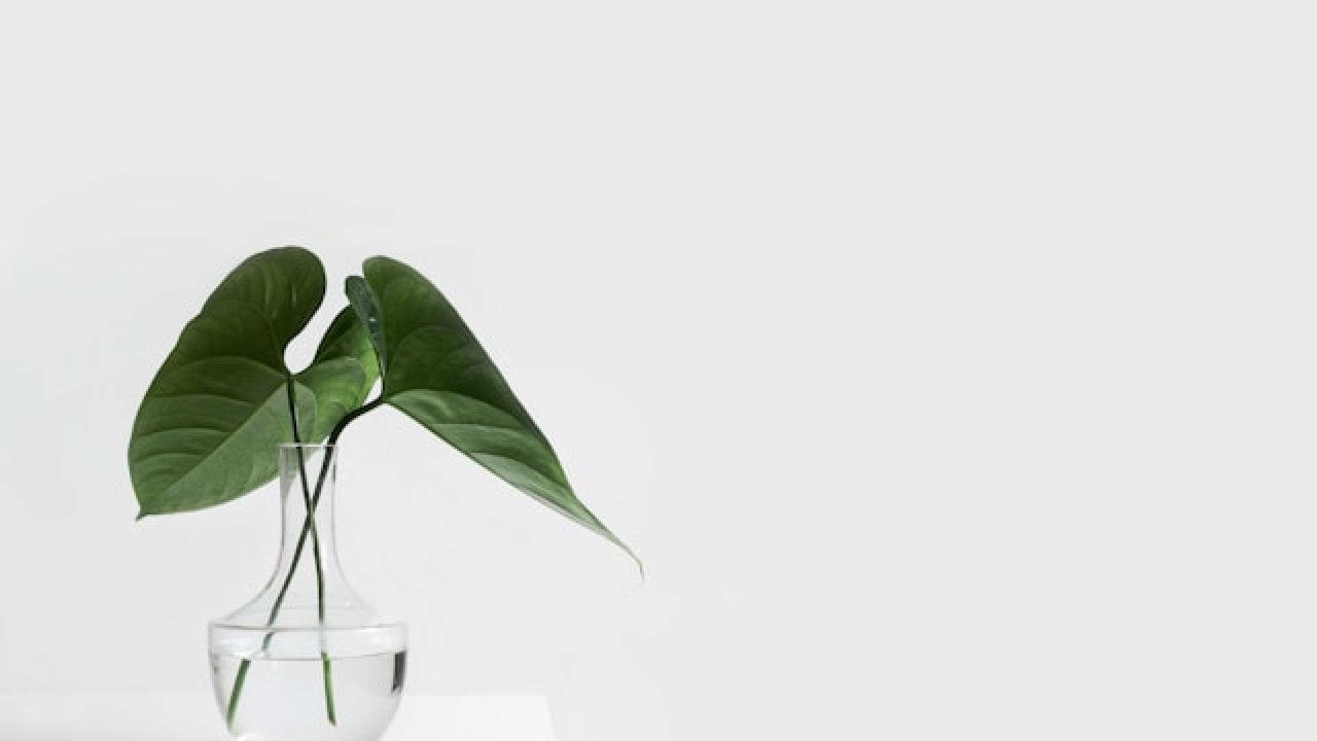 A plant in a glass vase filled with water in front of a white background.